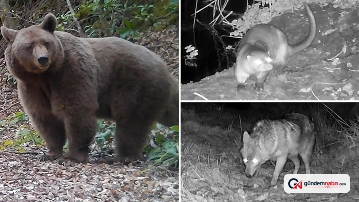Furkan Eren Sakarya'da yaban hayatını fotokapanla görüntüledi