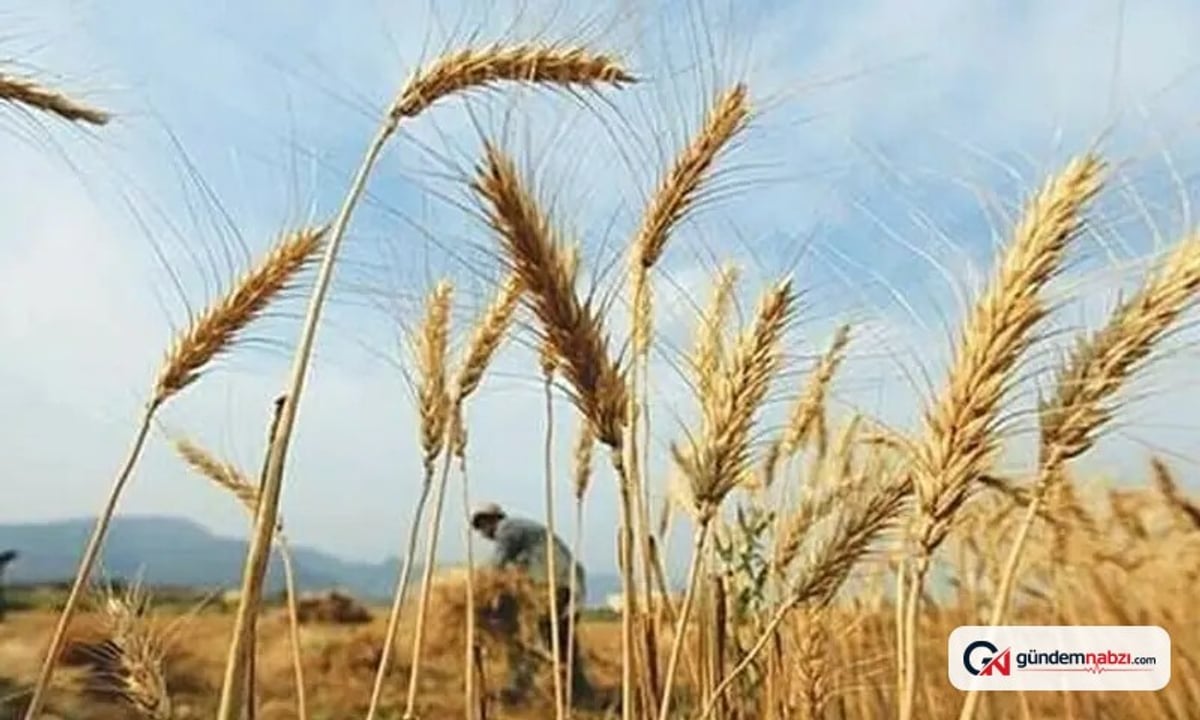 Sindh kabinesi buğday ithalatını 15 Aralık'a kadar tamamlamak istiyor