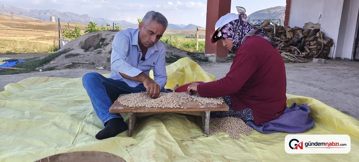 Nohut hasadı başladı, kilosu 100 TL'den satılıyor