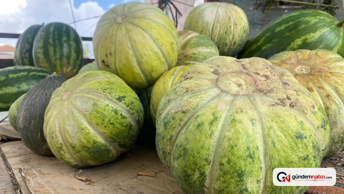 Bursa'da hırsız almaz kavun hasadı devam ediyor