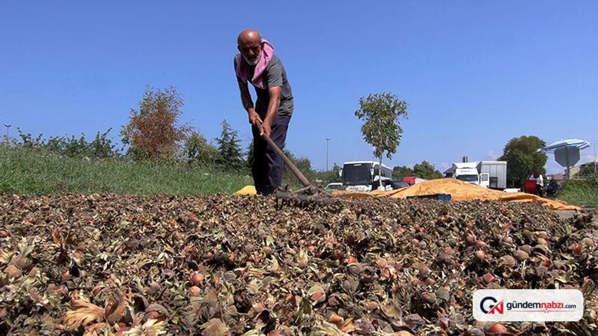 Trabzon'da fındık üreticileri sahil yolunda kurutma yapıyor