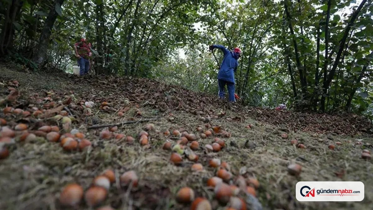 Fındık toplamak sarp arazilerde büyük zorluklar yaratıyor