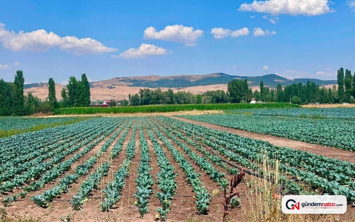 Sinanpaşa'da brokoli tarlarında tarla kontrolleri yapıldı