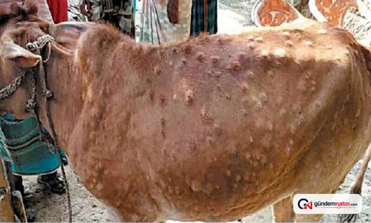 Pakistan'da şap ve topak deri hastalığı yayılıyor