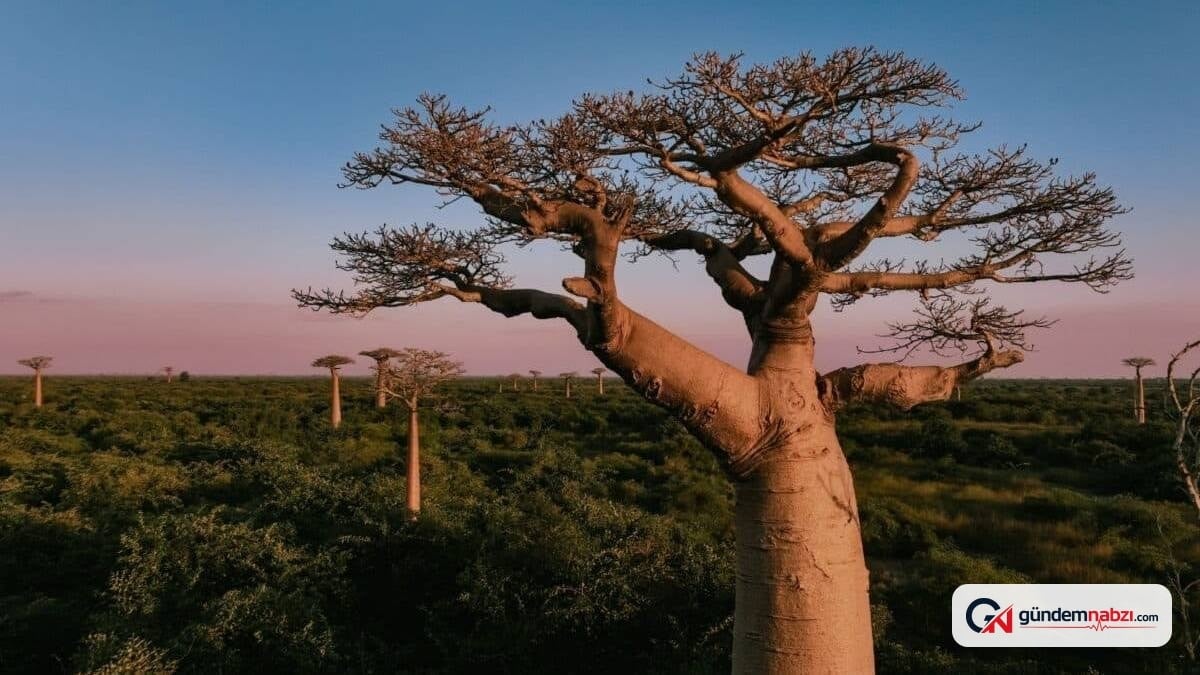 Madagaskar'da yeni baobab türü keşfedildi