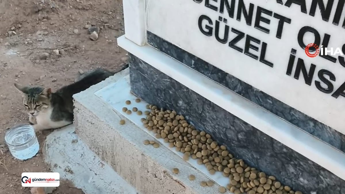Mezarında bekleyen kedi dikkat çekti
