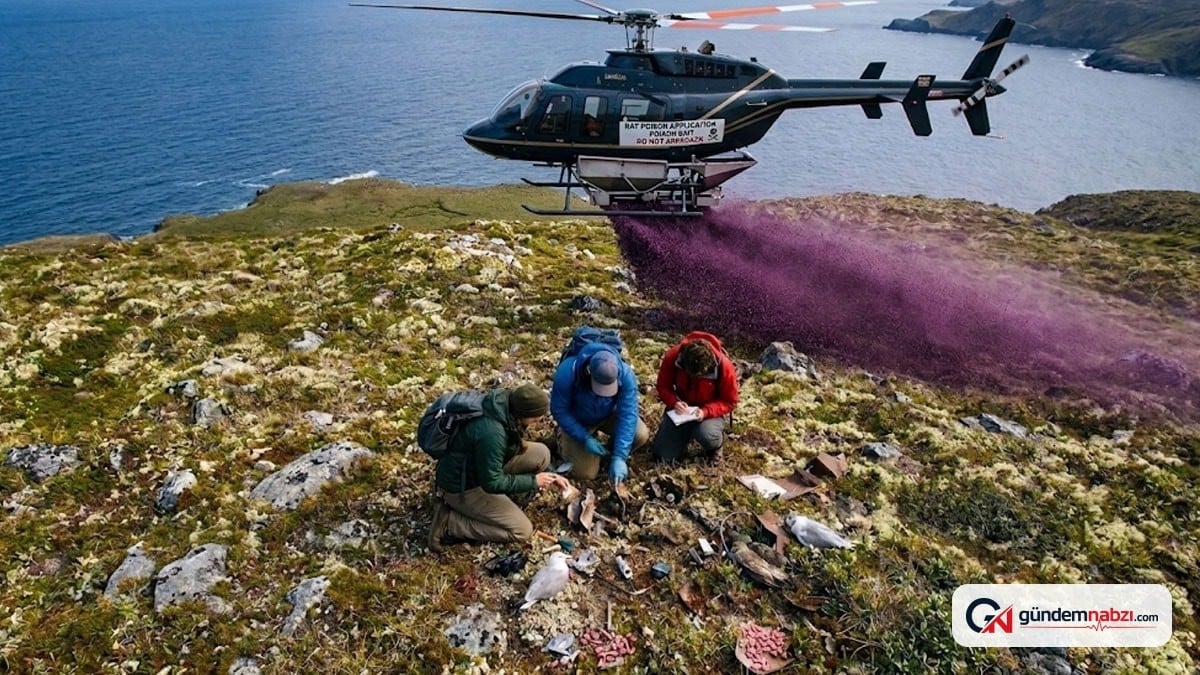Helikopterle Adaya tonlarca zehir bırakıldı, yüzlerce kuş öldü