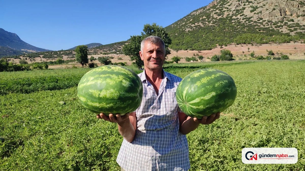 Dodurga karpuzu tezgahlarda yerini aldı