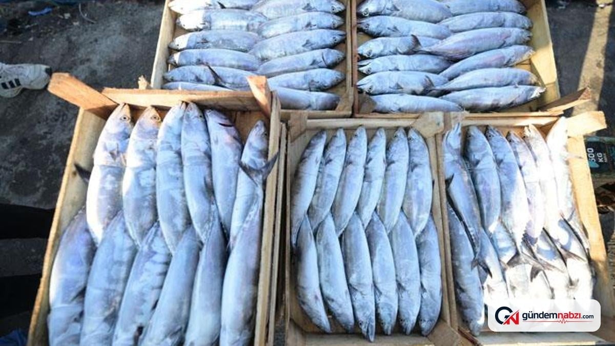 Palamut fiyatları 100 ila 200 TL arasında olacak