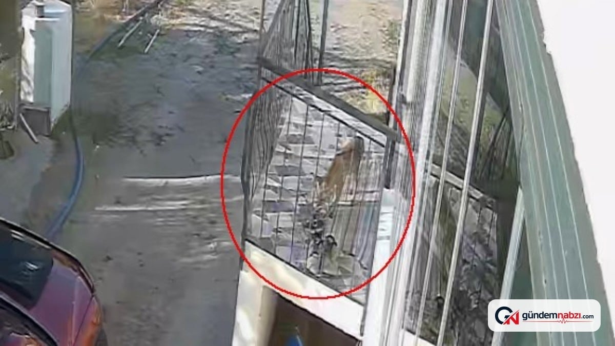 Konya'da terlik hırsızı tilki oldu, ayakkabıyı da aldı