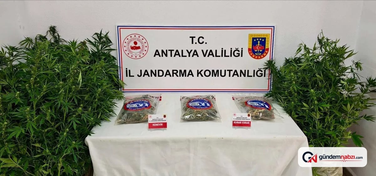 Antalya'da ormanlık alanda kenevir operasyonu: 1 tutuklama