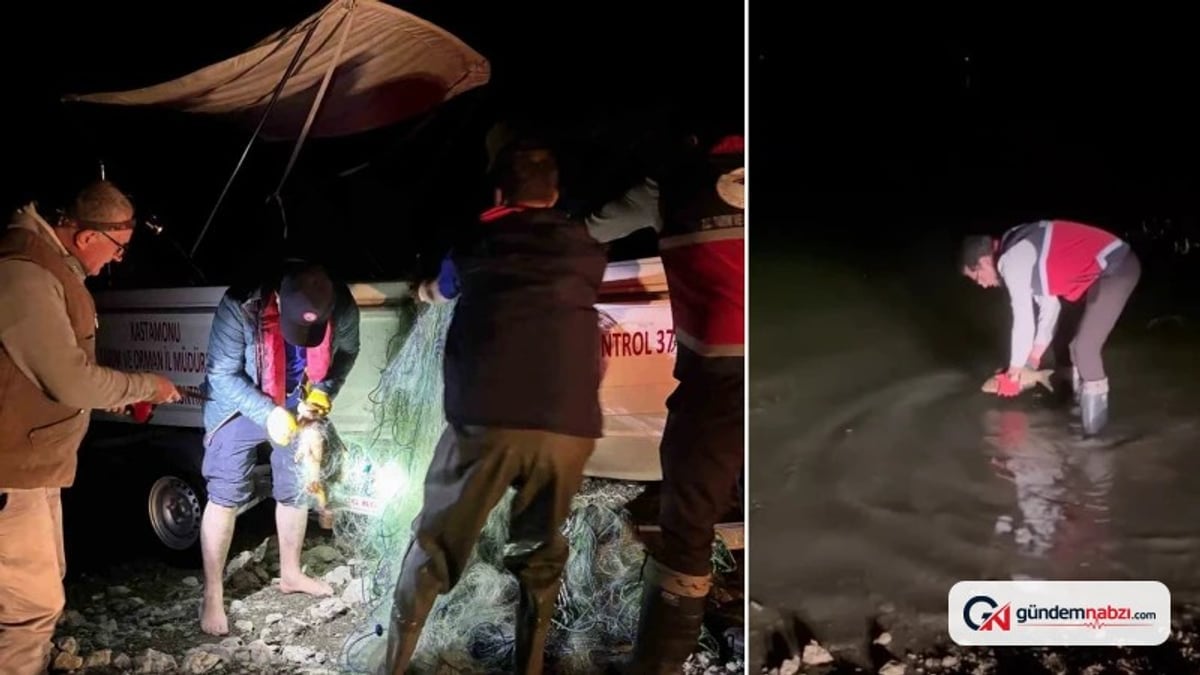Kastamonu'da barajdan 2 bin 500 metre ağ çıkarıldı, 225 sazan gölete bırakıldı