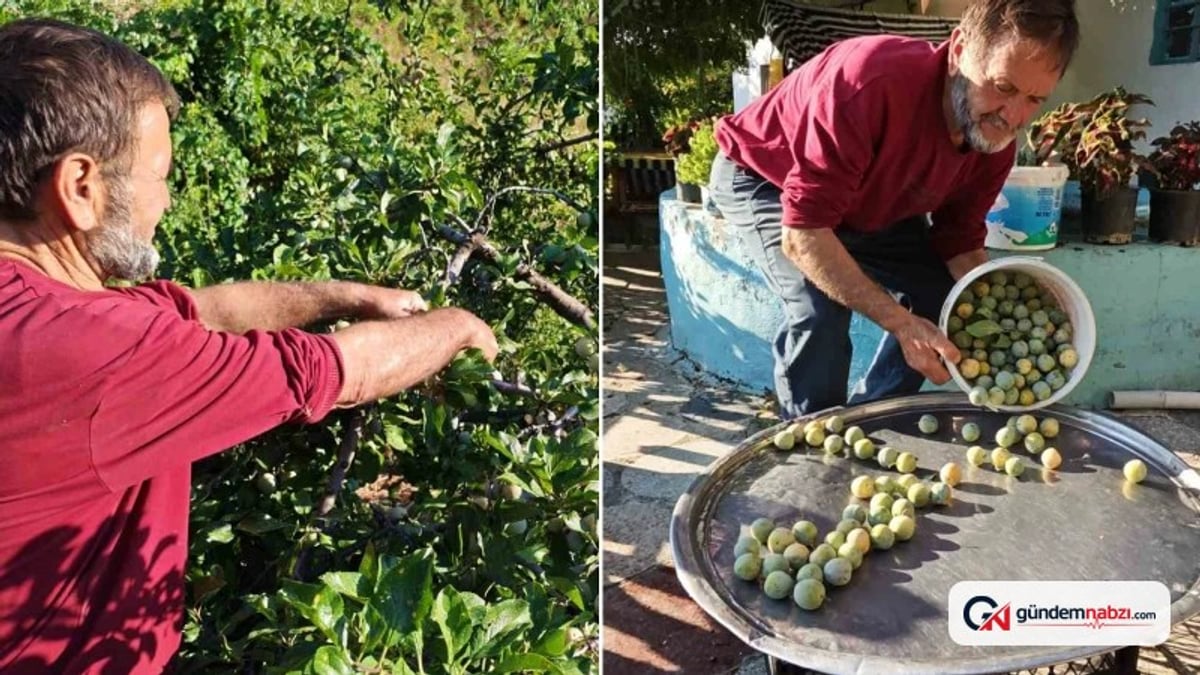 Manisa'da 138 yıllık Figani Efendi Eriği hasadı başladı