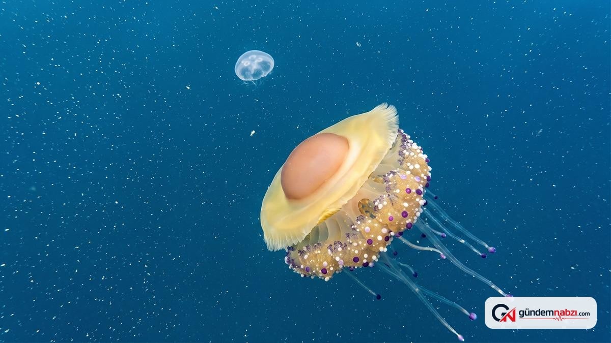 Tekirdağ açıklarında sahanda yumurta denizanası görüldü
