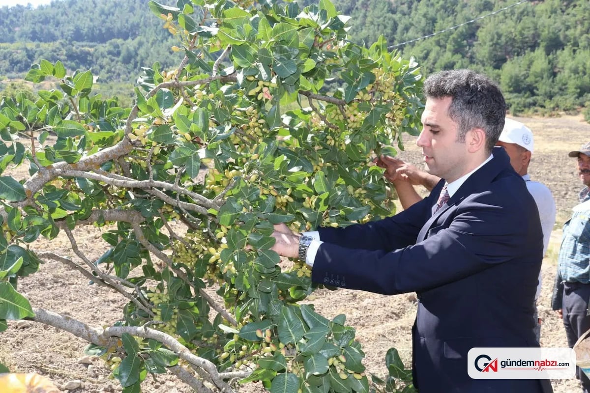 Manisa Selendi'de Selendi fıstığı hasadı başladı