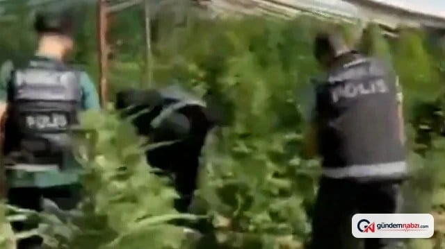 Diyarbakır'da 5 bin 400 kök Hint keneviri ele geçirildi