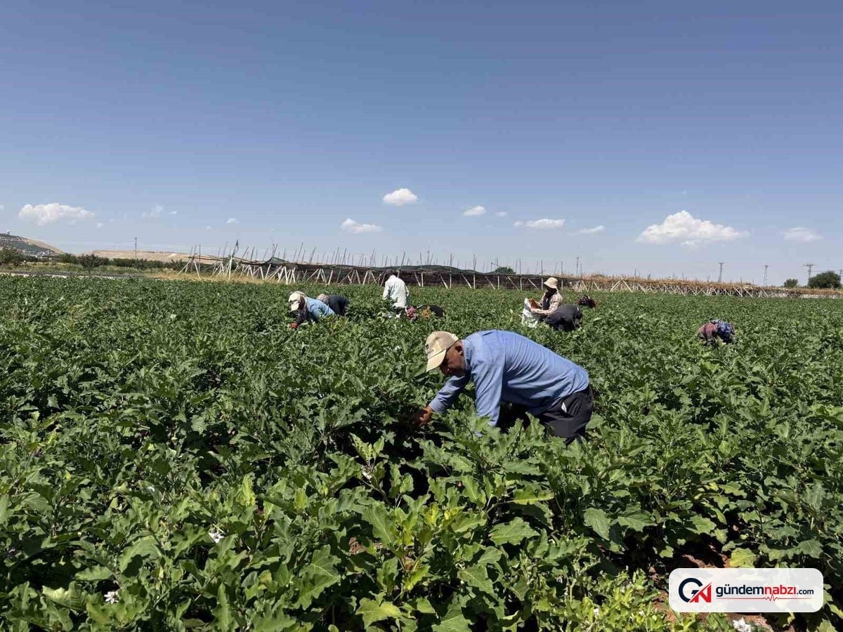 Gaziantep'te dolmalık patlıcan hasadı başladı