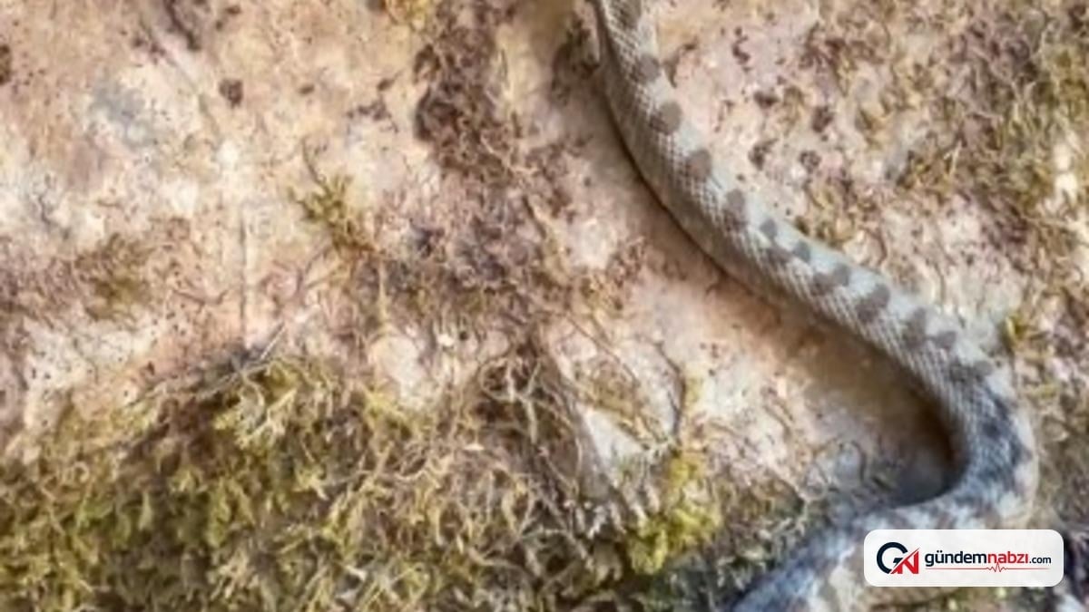 Kastamonu Cide'de boynuzlu engerek yılanı görüntülendi