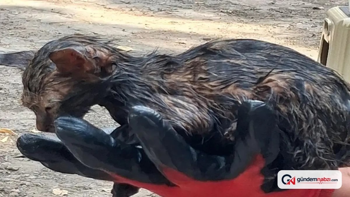 Ağrı'da zifte saplanan yavru kediyi itfaiye kurtardı