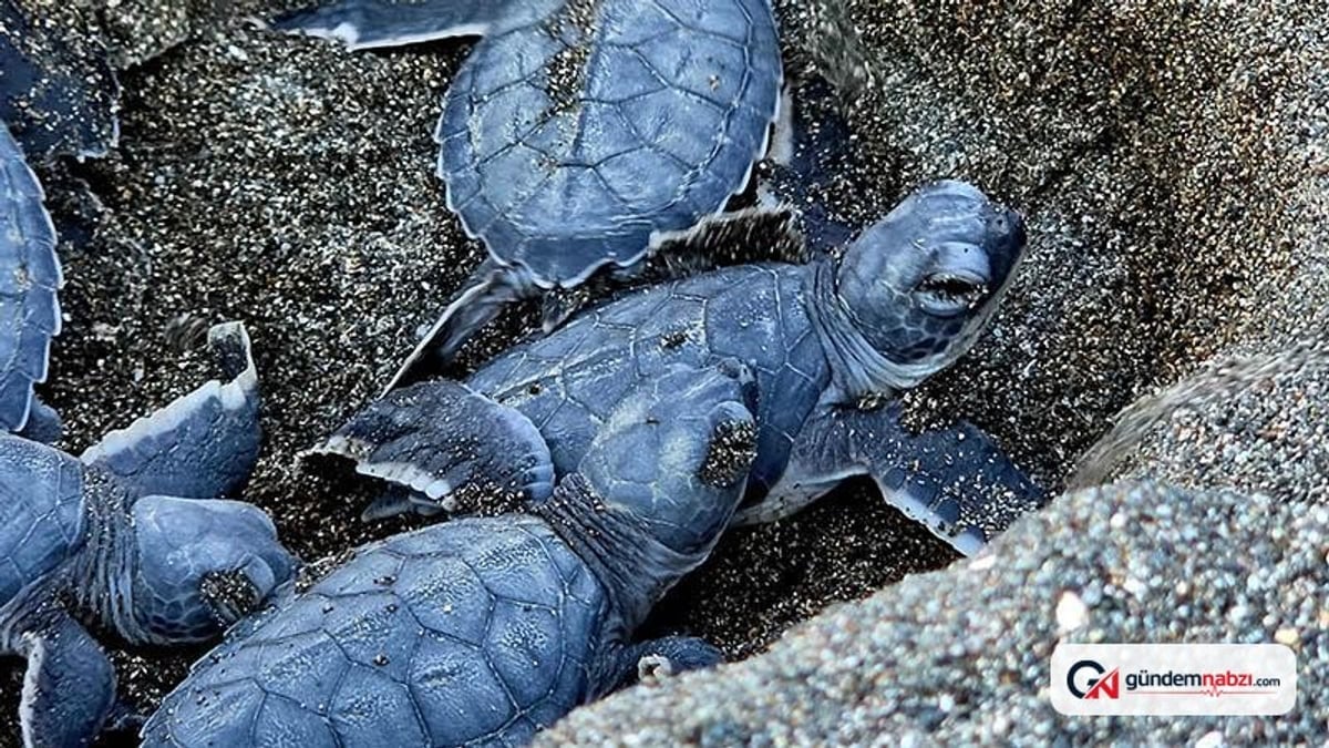 Hatay Samandağ'da yavru kaplumbağalar denize ulaşıyor