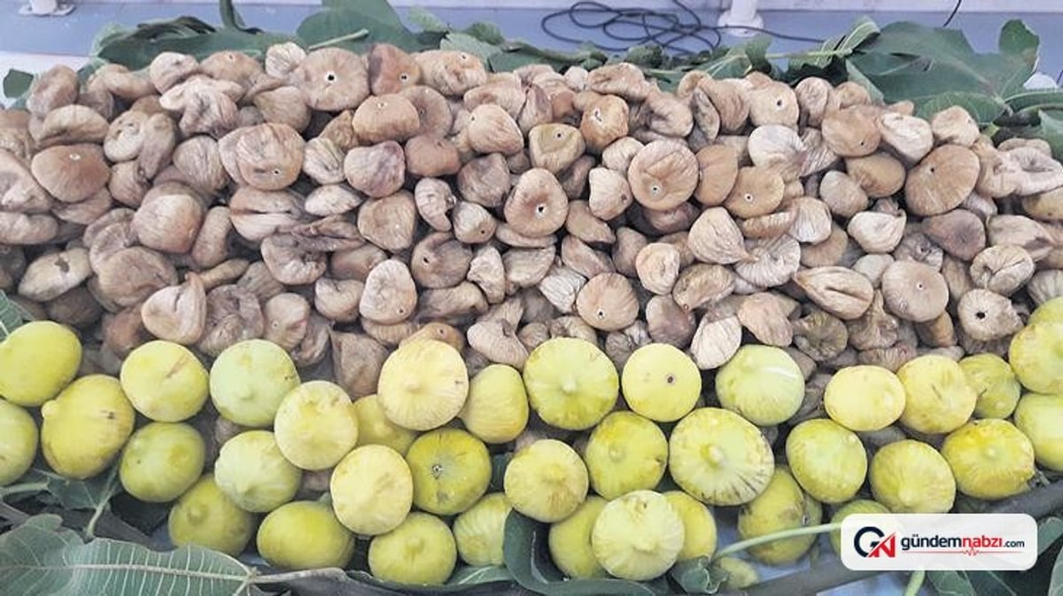 Aydın'da incir fiyatları belirsiz, üretici 300 lira bekliyor