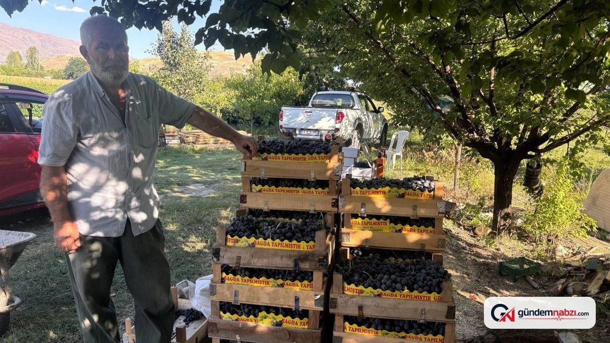 Erzincan'da Cimin üzümü hasadı başladı