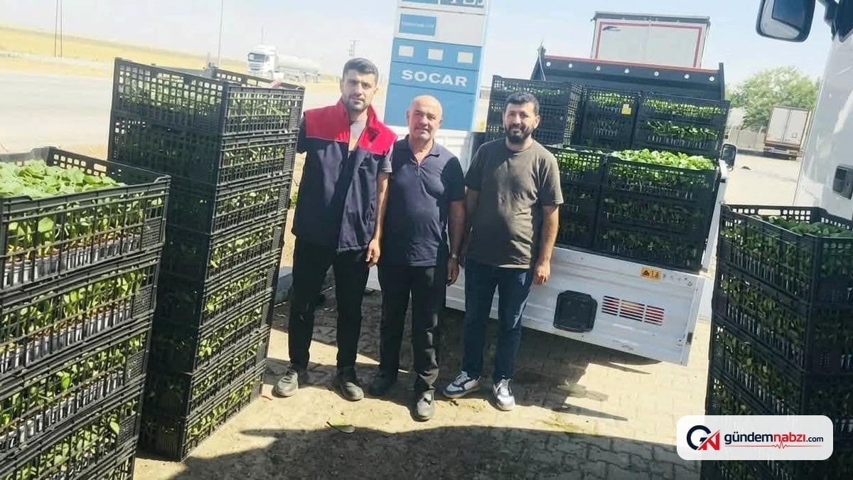 Şırnak'ta çiftçilere yüzde 75 hibeli sebze fidesi dağıtıldı