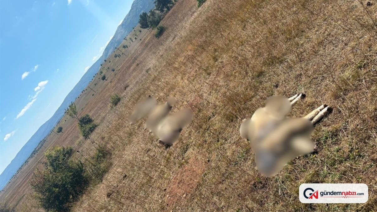 Ordu'da kurt saldırısında 8 koyun telef oldu