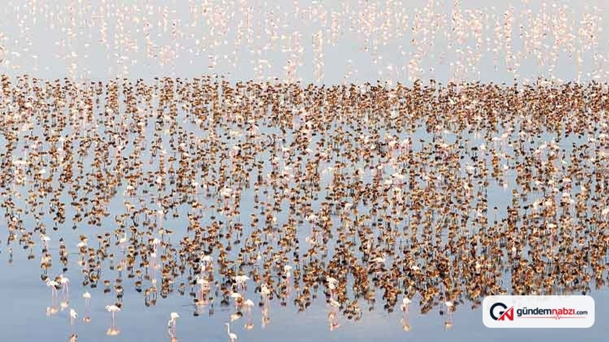 Flamingo rekoru: 12 bin 800 yeni yavru kuluçkadan çıktı
