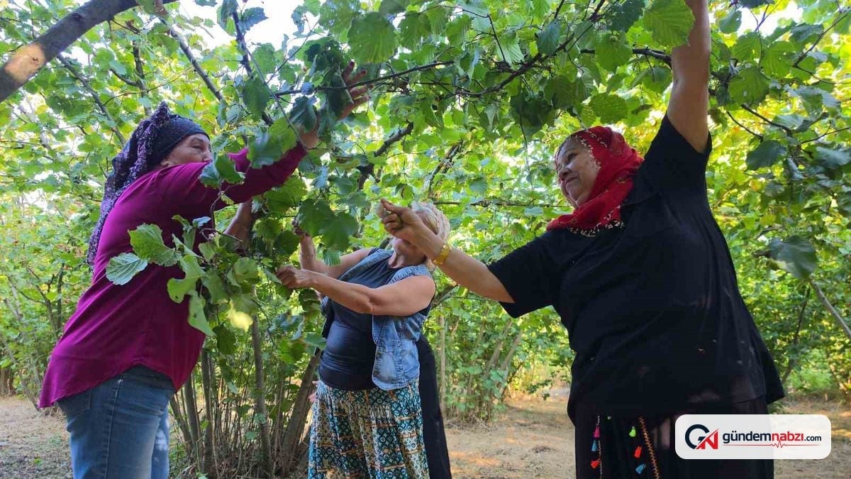 Düzce'de fındık işi fıtık şikayetlerini artırdı