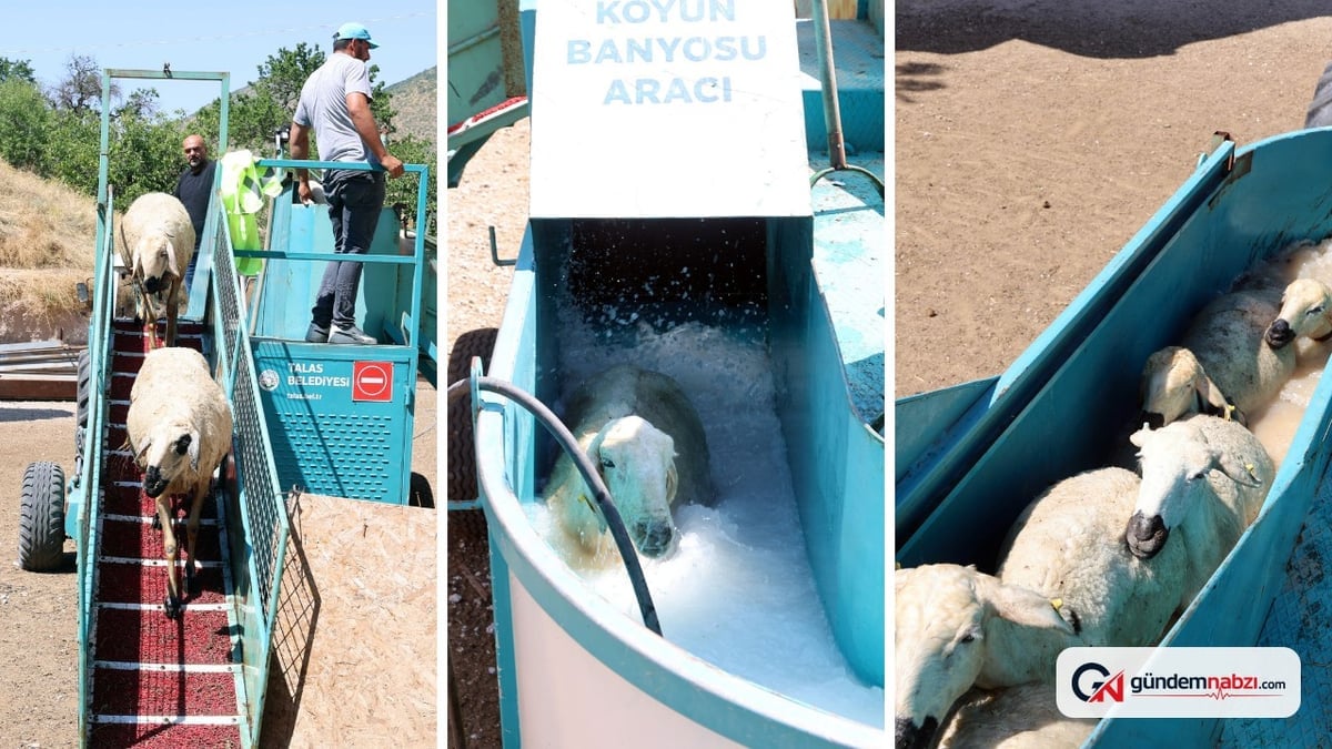 Kayseri Talas'ta mobil koyun banyoluğu hizmeti üreticiyi destekliyor