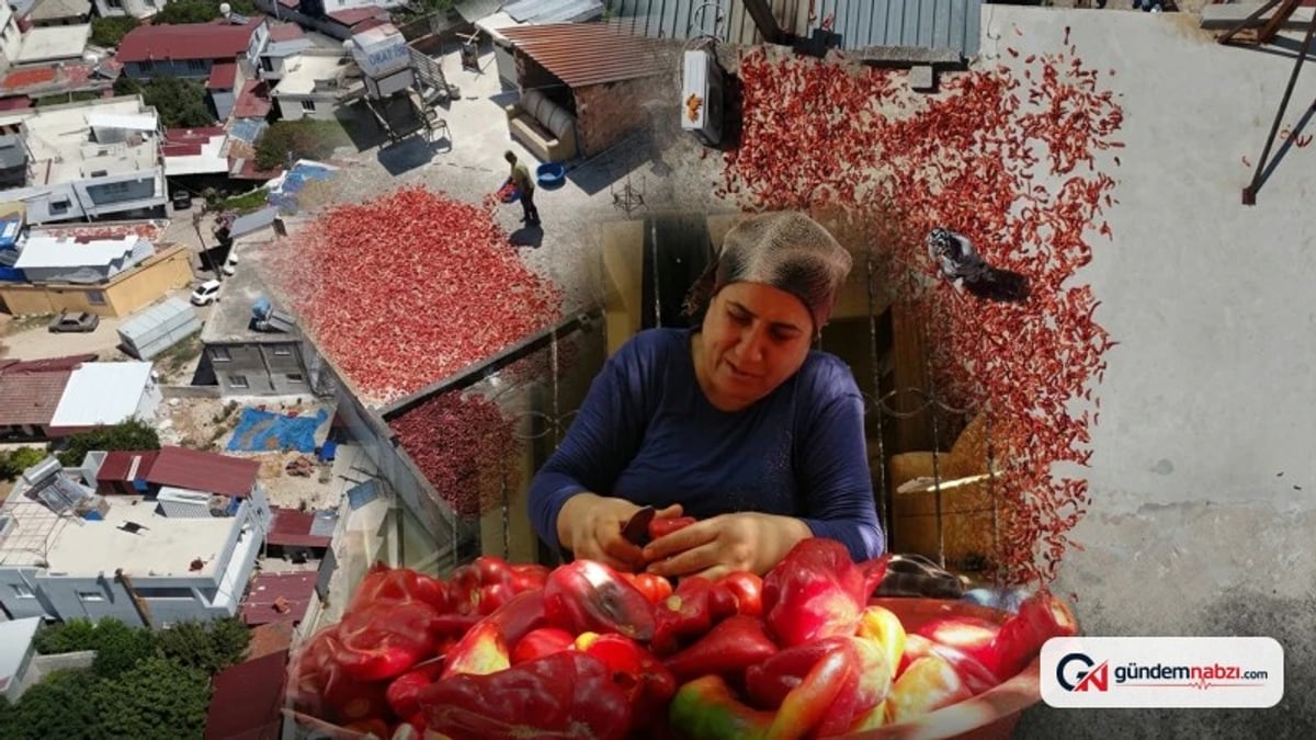 Hatay'da kapya biber hasadı başladı, kilogramı 300 liradan satılıyor