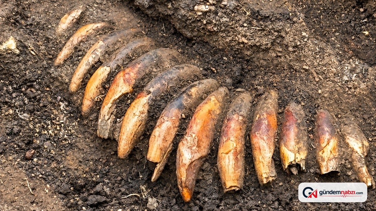 5 bin yıllık mezarda 42 diş delinierek kolye yapıldı