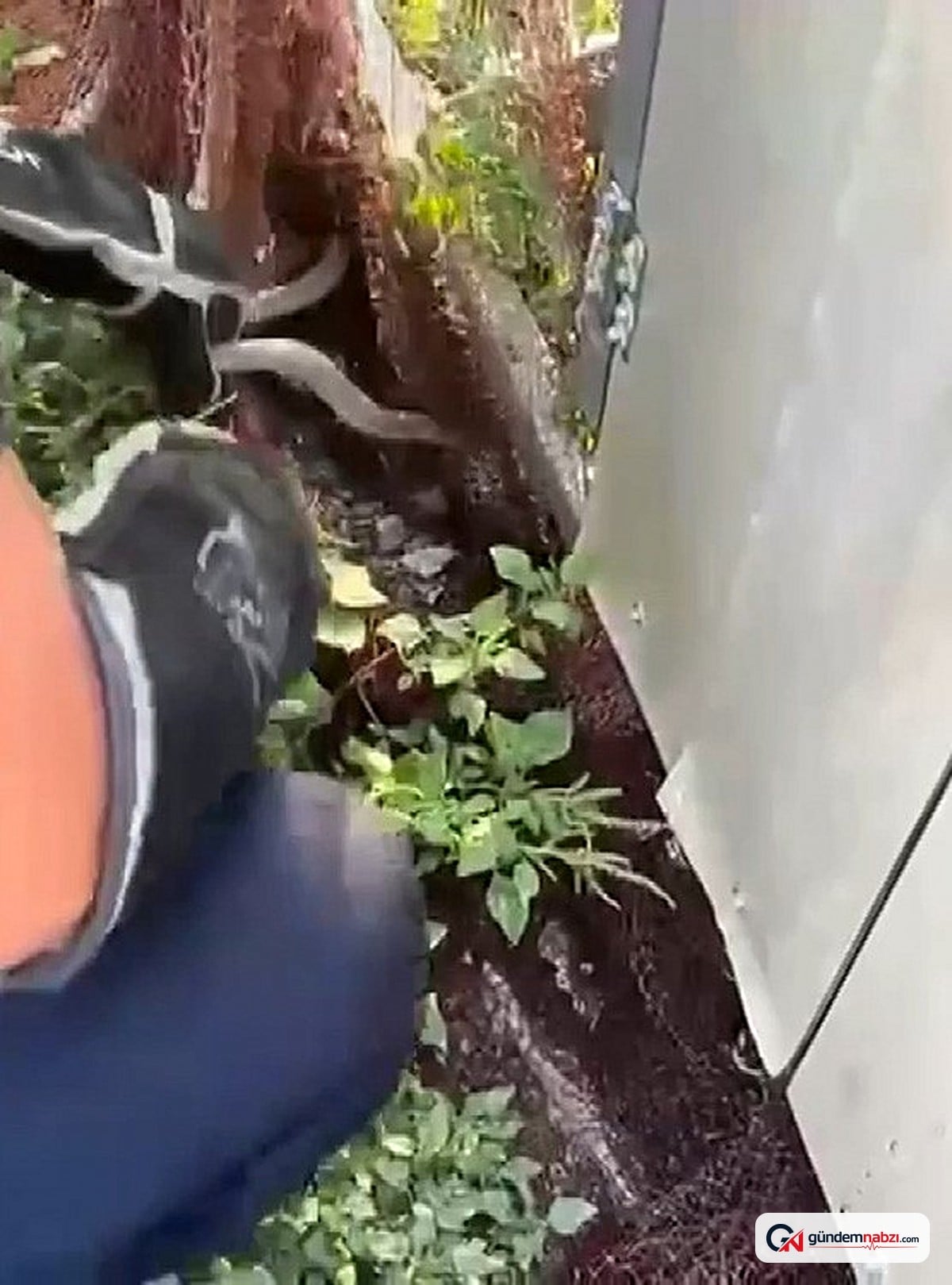 Hatay'da yılan paniği: 2 yılan yakalandı