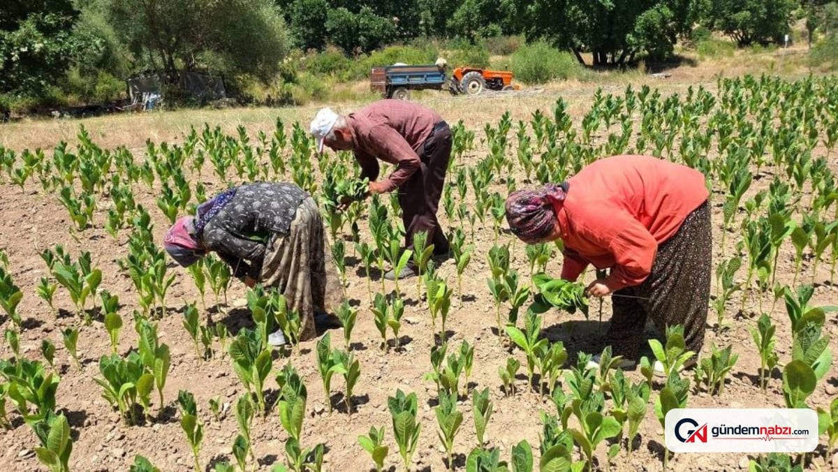 Hasanlar tütününde üretici sayısı 3'e düştü, başfiyat 500 TL