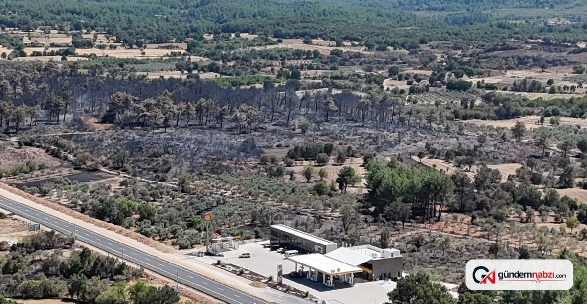 Muğla'da Orman Yangını: 100 hektar alan küle döndü