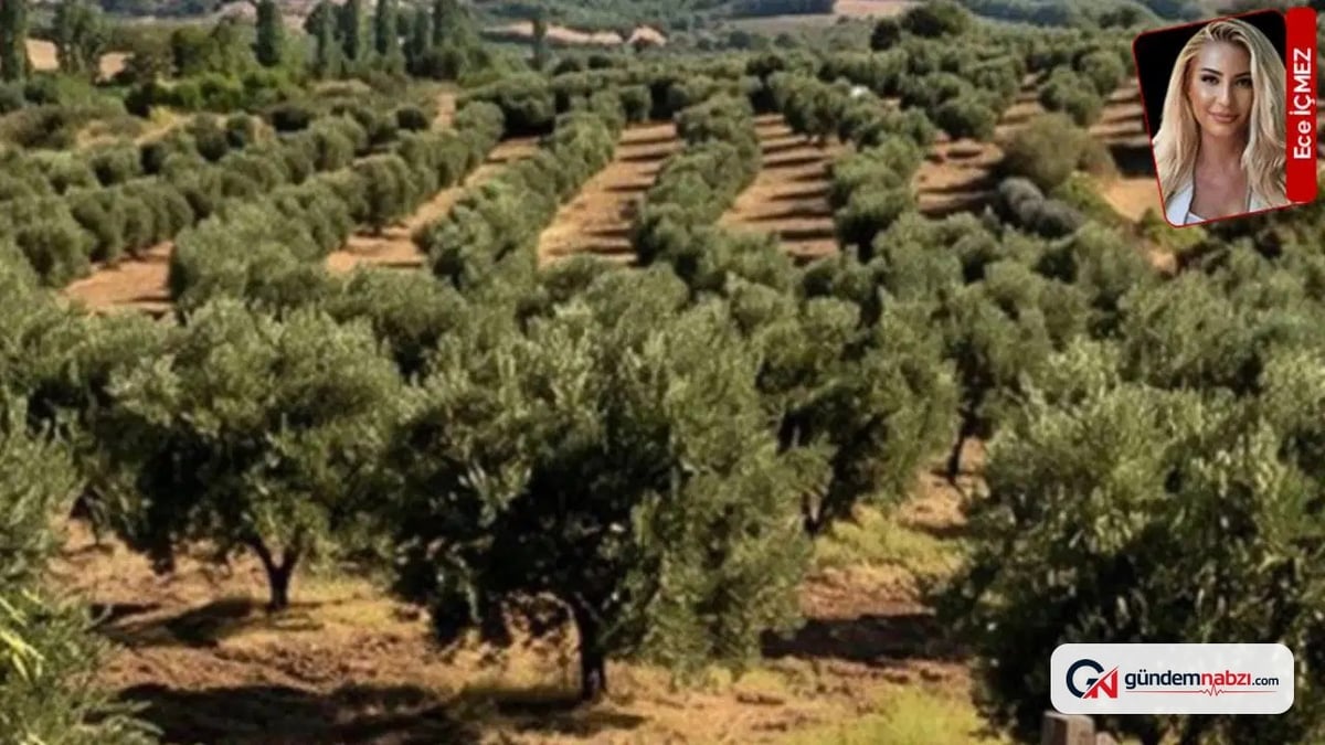 Kızılay Ayvalık'taki zeytinlikleri satışa çıkardı