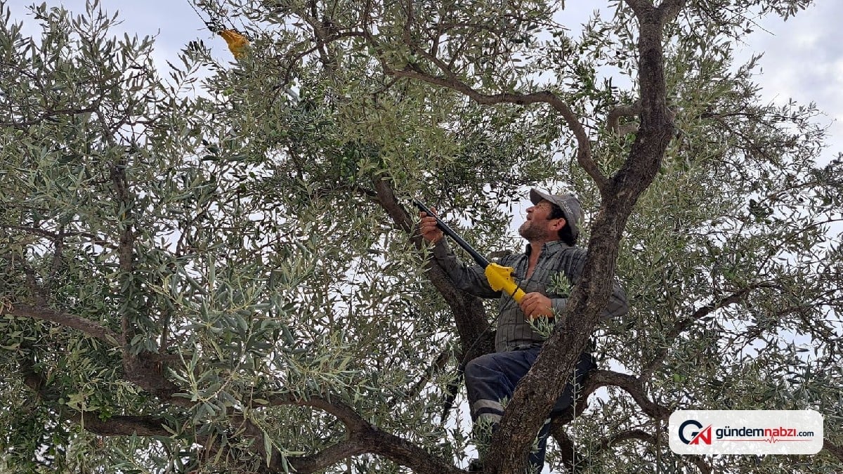 Muğla'da zeytin ve narenciye ağaçta kalabilir