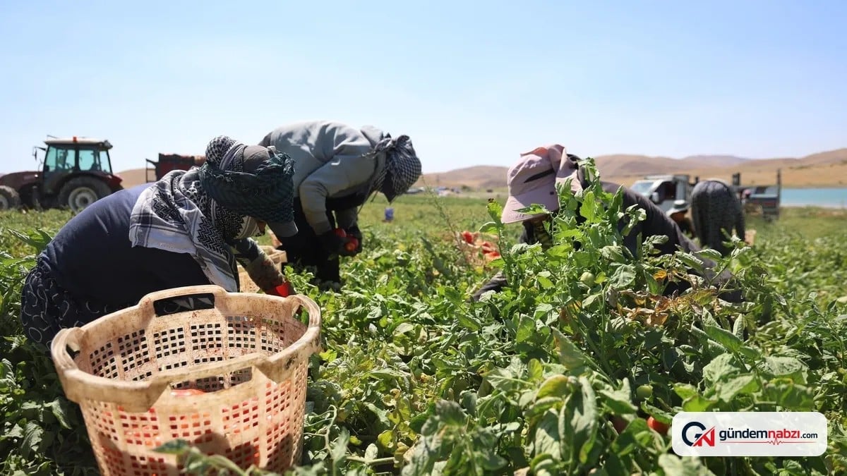 Elazığ'da organik domates hasadı sürüyor