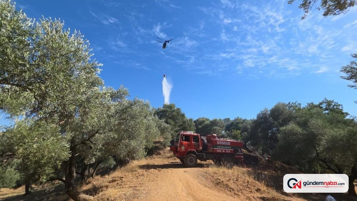Aydın Nazilli'de zeytinlik yangını söndürüldü