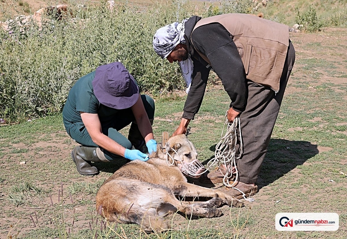 Hakkari'de bin sahipli köpek kimliklendirildi