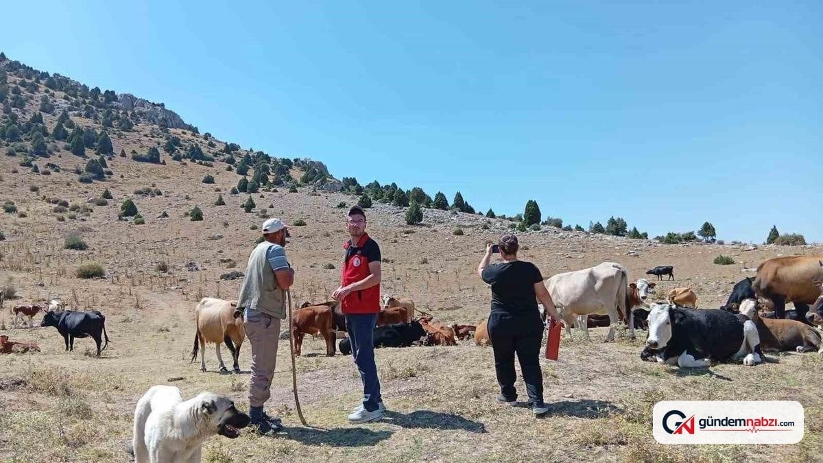 Yerli hayvan ırklarının korunması için saha çalışmaları yapıldı