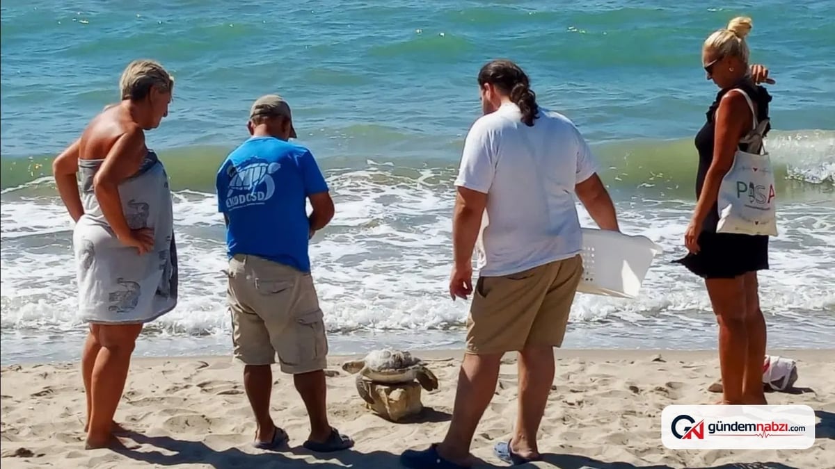Kuşadası Körfezi'nde 4 deniz kaplumbağası bulundu