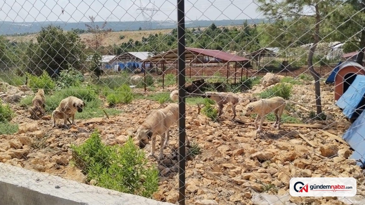 Mersin'deki hayvan barınağında kayalıklar üzerinde yaşam mücadelesi