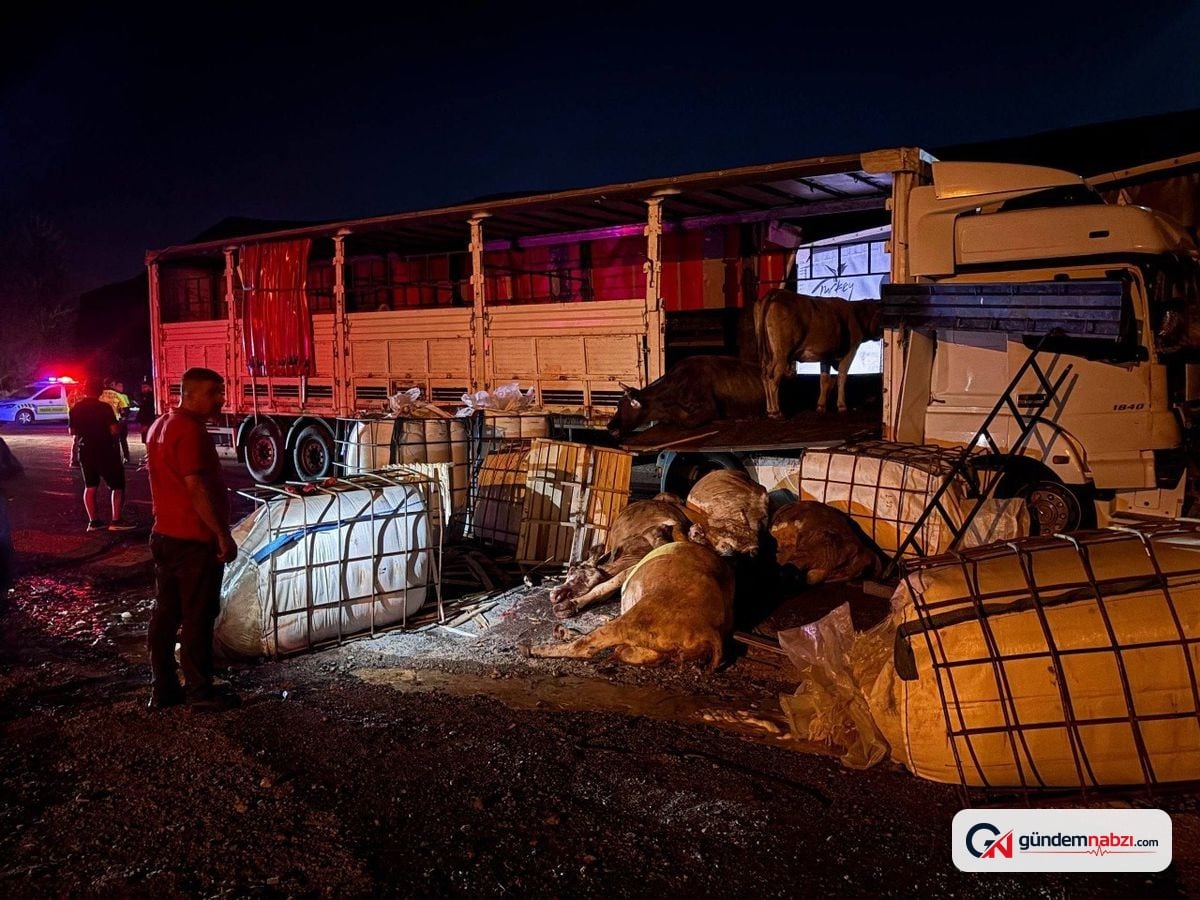 Erzincan'da iki tır çarpıştı, 5 büyükbaş hayvan öldü