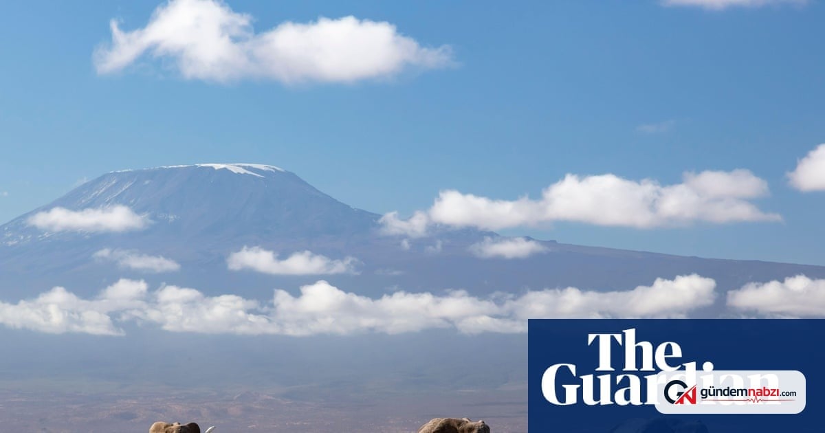 Kenya'da Amboseli Ulusal parkı'nda 15 filin ölümü araştırılıyor