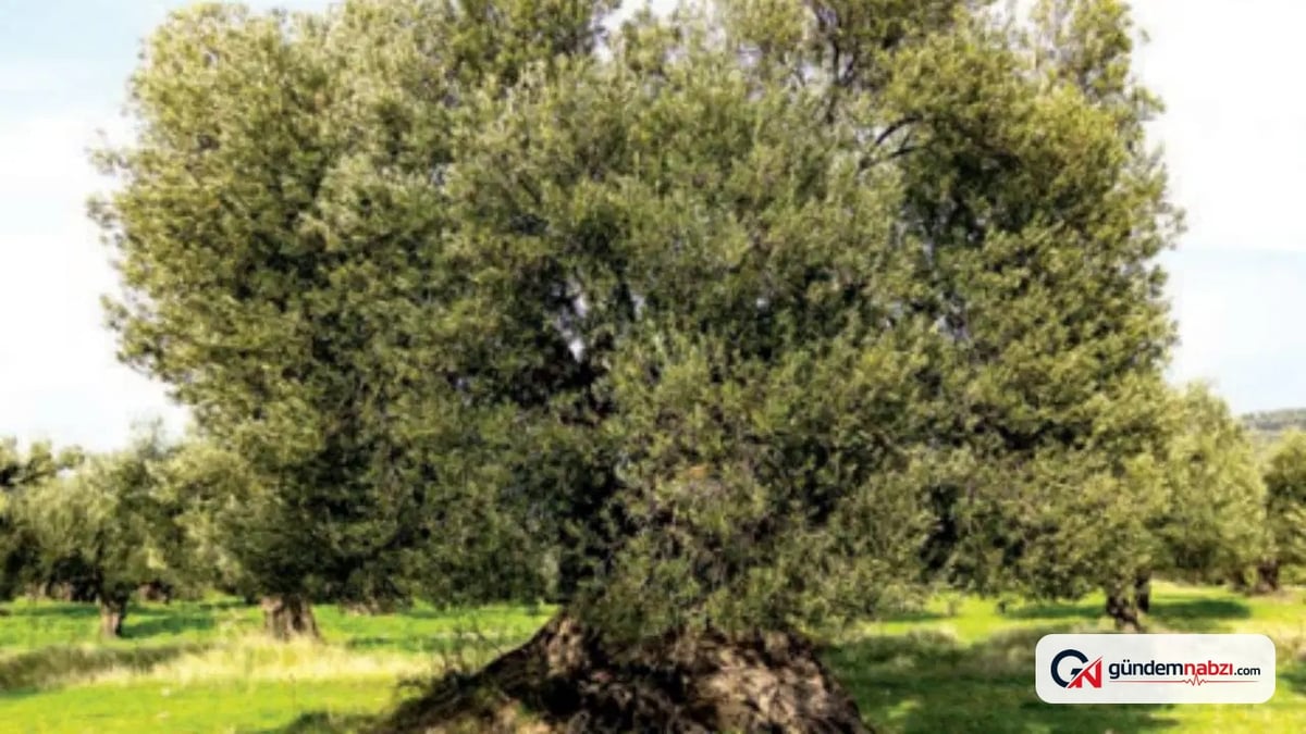 Balıkesir'de Bin yıllık zeytin ağaçları geleceğe umut oluyor
