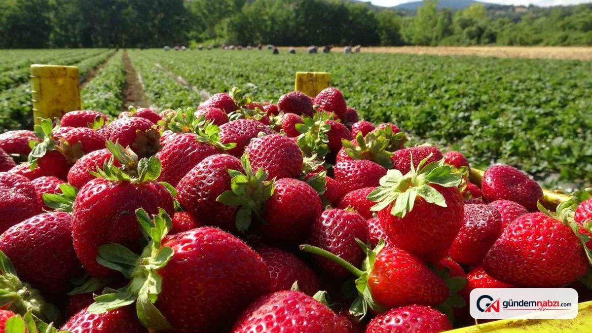 Yenice'de çilek üretimi 70 lira fiyatıyla devam ediyor