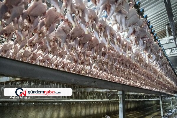 Kazvin'de tavuk eti üretimi ihtiyaçtan yüzde 40 fazla