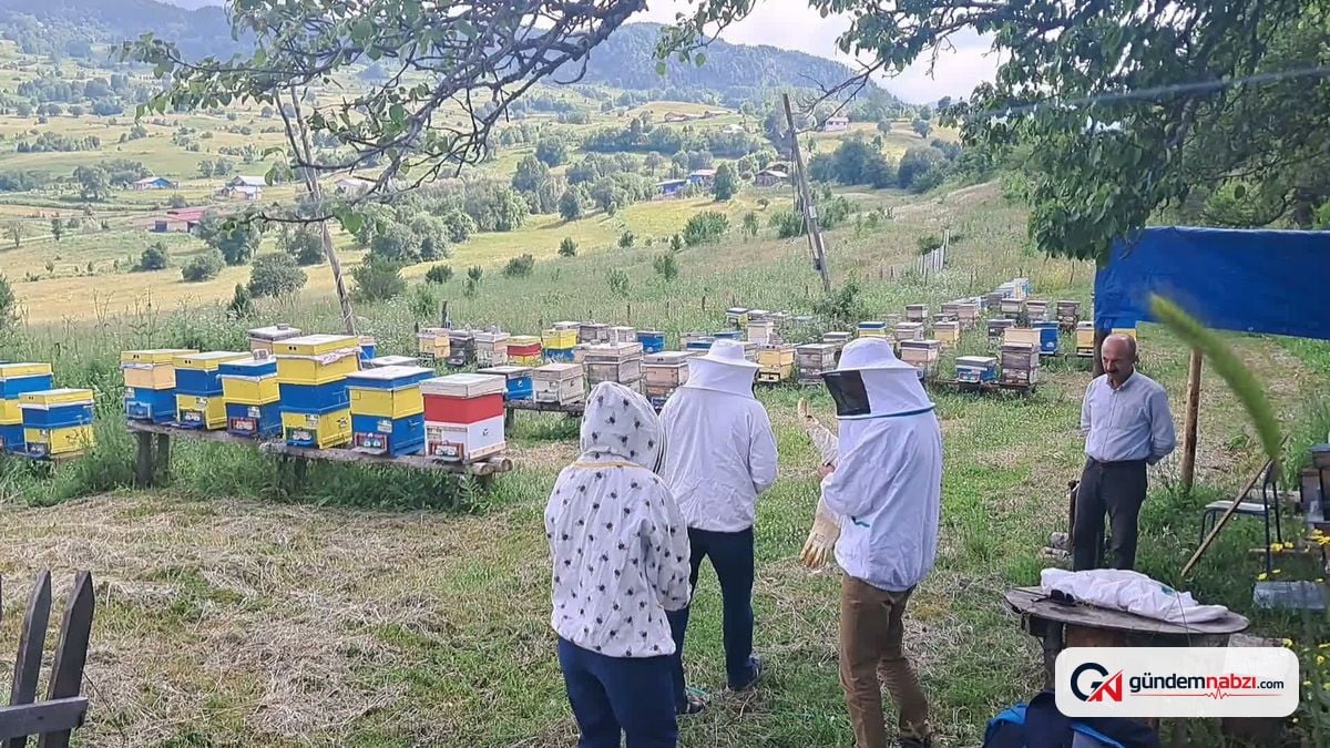 Şavşat balı dünya kalitesinde ancak marka değeri yok